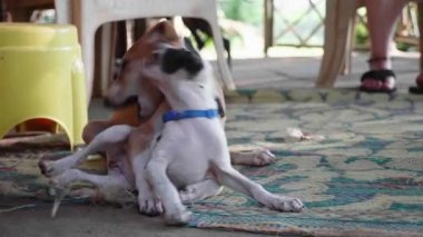 İki fark küçük yavru verandada oynuyor. Oynak pets kavramı