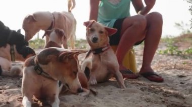 Kız çocuk odası fizyoterapi tatlı yetişkin köpeğin işi köpekler için gönüllü