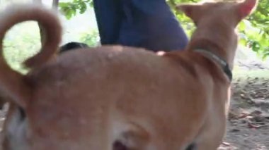 Köpek Lirası besleme. Aç köpekler köpek sanctuary onların yemek