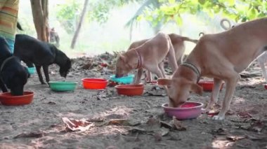 Köpek Lirası besleme. Aç köpekler köpek sanctuary onların yemek