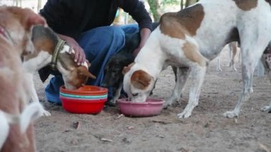 Köpek Lirası besleme. Aç köpekler köpek sanctuary onların yemek