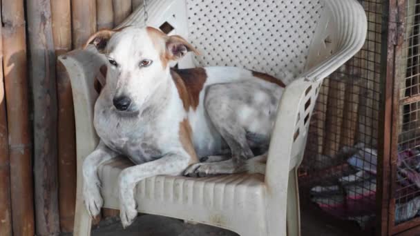 Portrait of cur adult dog lying on the chair at the porch — Stock Video