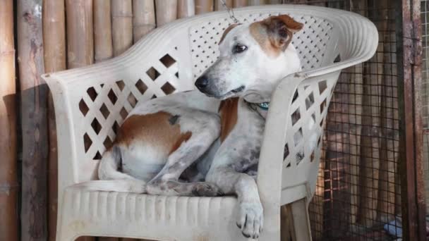 Porträt eines erwachsenen Hundes, der auf dem Stuhl auf der Veranda liegt — Stockvideo