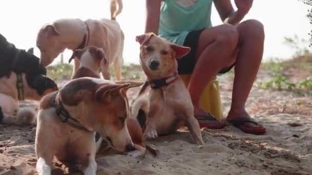 Menina voluntária no berçário para cães fazendo fisioterapia cão adulto bonito — Vídeo de Stock