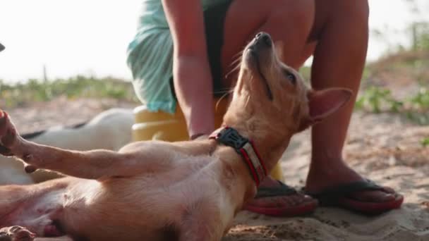 Menina voluntária no berçário para cães fazendo fisioterapia cão adulto bonito — Vídeo de Stock