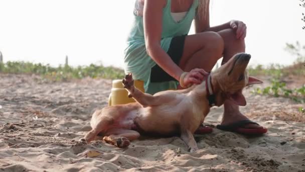Chica voluntaria en el vivero para perros haciendo fisioterapia lindo perro adulto — Vídeo de stock