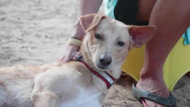 Chica voluntaria en el vivero para perros haciendo fisioterapia lindo perro adulto — Vídeos de Stock