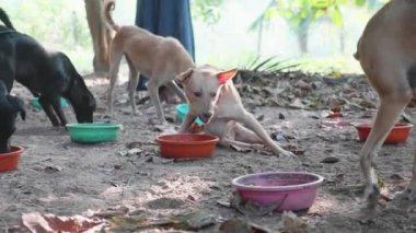 Köpek Lirası besleme. Aç köpekler köpek sanctuary onların yemek
