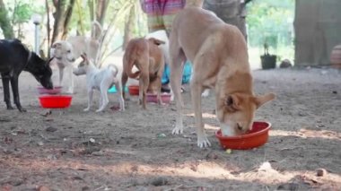 Köpek Lirası besleme. Aç köpekler köpek sanctuary onların yemek