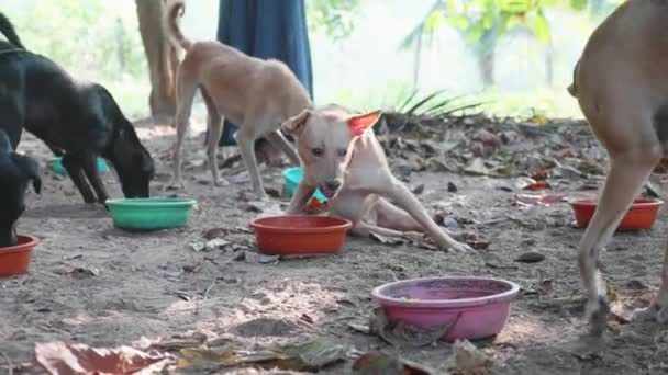 Fütterung in Hundehaufen. Hungrige Hunde fressen ihr Futter im Hundeasyl — Stockvideo