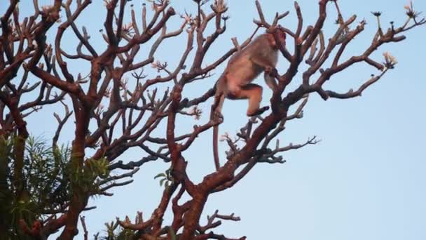 Macaco babuíno senta-se na árvore — Vídeo de Stock