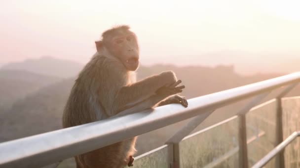 Pavián opice odmítá jíst banán v turistickém místě — Stock video
