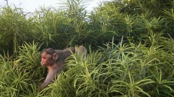 Mono babuino se sienta en la rama, recoge flores y se lo come . — Vídeos de Stock
