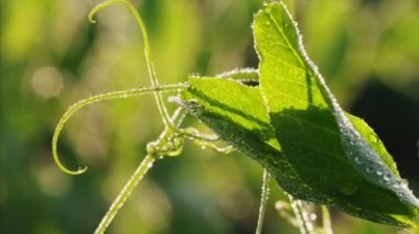 Güneşli sabah çiy damlaları ile bezelye bitki yaprağı Closeup görünümü.