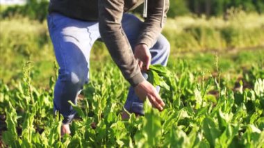 Adam alan üzerinde kuzukulağı toplar aşağı squatted.
