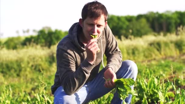 Чоловік бере бородавку на полі вниз і їсть свіже листя . — стокове відео