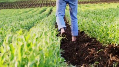 Barefoot çiftçi bezelye yatakları arasında yere gider.