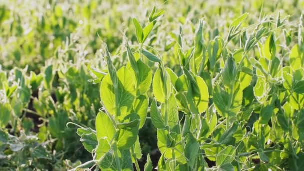 Champ est semé avec des plantes de pois verts dans une rangée . — Video