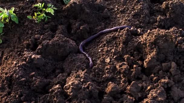 Grote worm op de grond wringt en kruipt. — Stockvideo