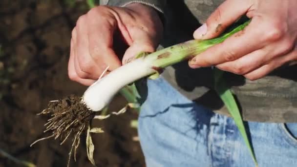 Ο αγρότης καθαρίζει το φυτό των νεαρών σκόρδων μόλις το διάλεξε από το χωράφι. — Αρχείο Βίντεο