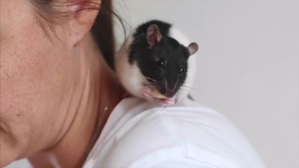 Cute pet rat is eating a piece of food sitting on womans shoulder. — Stock Video