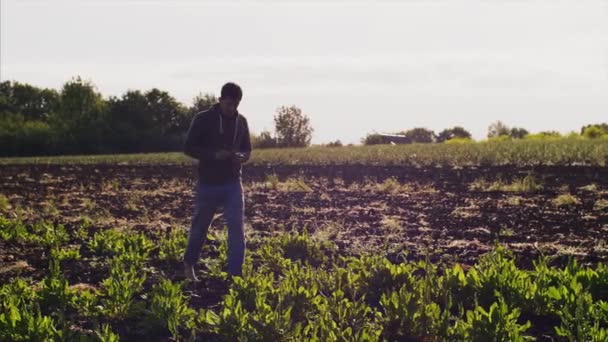 Homem recolhe azeda no campo agachado . — Vídeo de Stock