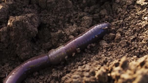 Large earthworm on the ground wriggles and crawls. — Stock Video