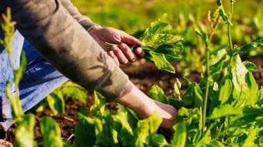 Çiftçilerin çiftçi adam gözyaşları kuzukulağı ve bir demet yaprakları toplar.