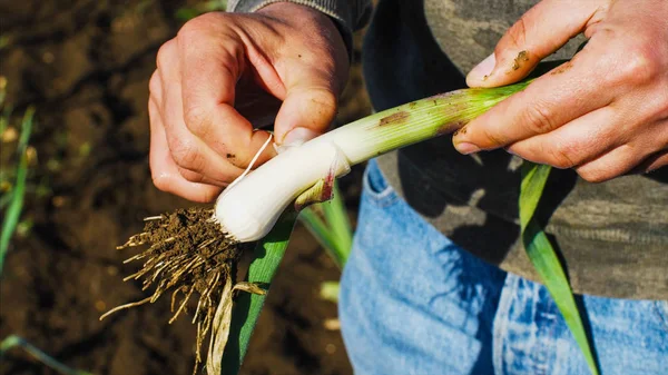 El granjero está limpiando una planta de ajo joven que acaba de recogerlo del campo . — Foto de Stock