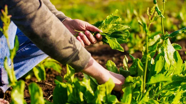 Çiftçilerin çiftçi adam gözyaşları kuzukulağı ve bir demet yaprakları toplar.