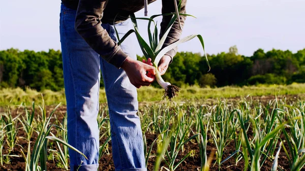 El granjero está limpiando una planta de ajo joven que acaba de recogerlo del campo . — Foto de Stock