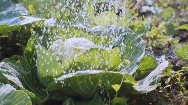 Yavaş çekimde lahananın üzerine su dökülüyor..