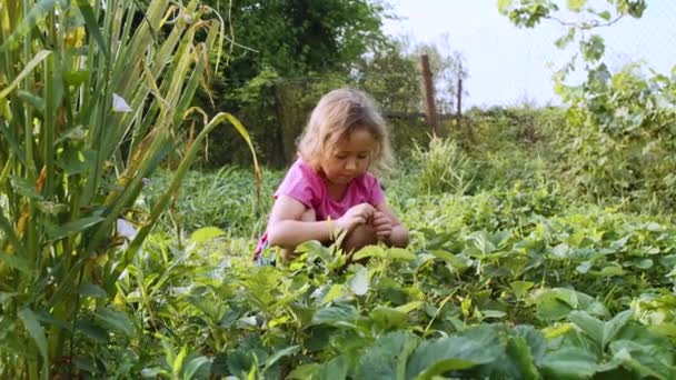 Μικρό χαριτωμένο κορίτσι τρώει φράουλα κάθεται κοντά στο φυτό κρεβάτι στον κήπο. — Αρχείο Βίντεο