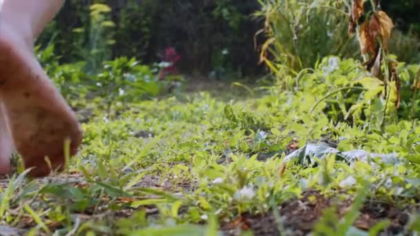 Yalınayak çocuk kız çim üzerinde arka bahçesinde yürüyor. — Stok video