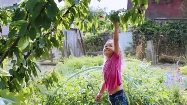 快乐的小女孩正在花园里吃樱桃，从树上摘下来. — 图库视频影像