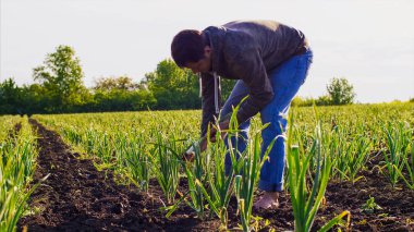 Yalınayak adam alan gözyaşları yeşil sarımsak