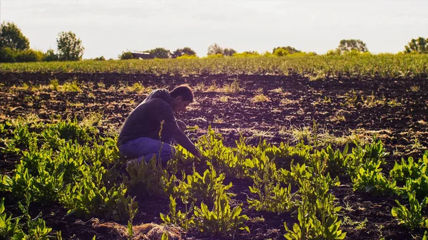 Farmer man tranen zuring van de bedden en verzamelt de bladeren in een bos. — Stockfoto