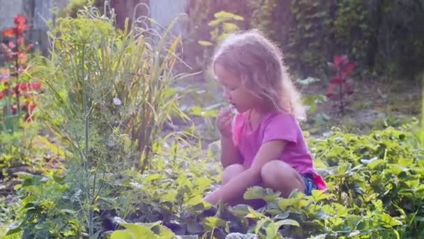 Pequeña linda chica está comiendo fresa sentada cerca de la cama de la planta en el jardín . — Vídeo de stock