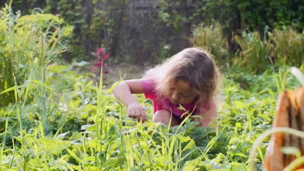 Klein schattig meisje is het eten van aardbei zittend in de buurt van de plant bed in de tuin. — Stockvideo