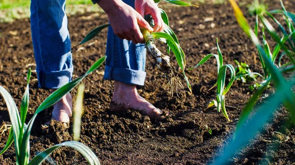 Agricultor lágrimas de ajo planta en el campo para la comida, caminar descalzo piernas sucias . — Foto de Stock