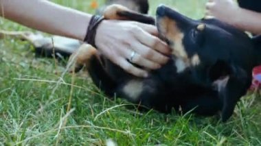 Anne ve kızı kamp ateşinde kırma köpeği nazikçe okşuyor.