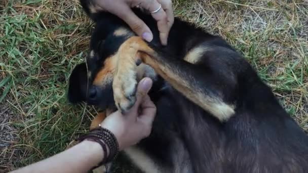 Mujer es suavemente acariciando perro mestizo al aire libre, primer plano — Vídeos de Stock