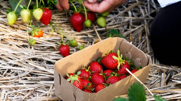 Pasteboard box with strawberry on the firm field — Stock Photo, Image