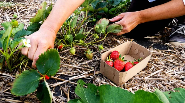 Agricultora está recogiendo fresa fresca madura en el campo — Foto de Stock