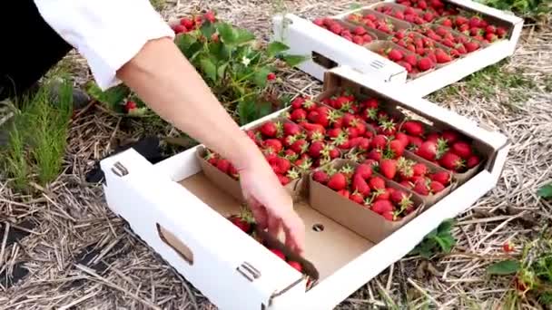 Farmář dává koše s jahodami do krabice — Stock video