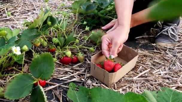 Farmářka sbírá čerstvé zralé jahody na poli — Stock video