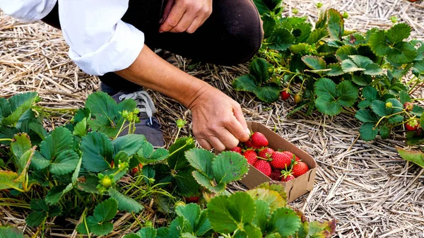 Agricultora está recogiendo fresa fresca madura en el campo — Foto de Stock