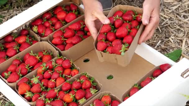 Farmer est met paniers à pain avec fraise dans la boîte — Video