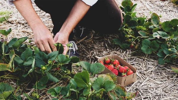 Agricultora está recogiendo fresa fresca madura en el campo — Foto de Stock