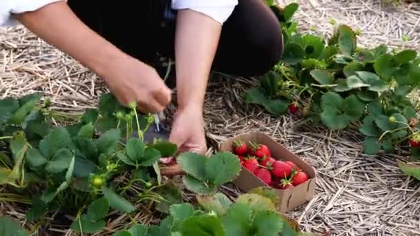 Kvinnlig bonde samlar färska mogna jordgubbar på fältet — Stockvideo